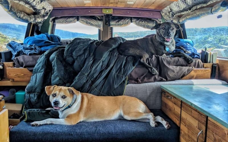Do Dogs Travel Better in RVs or Cars