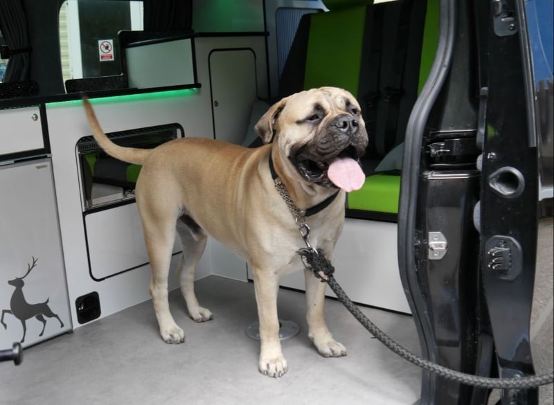 Things That Make an RV Good for Dogs Pet-Friendly Fabrics and Flooring 