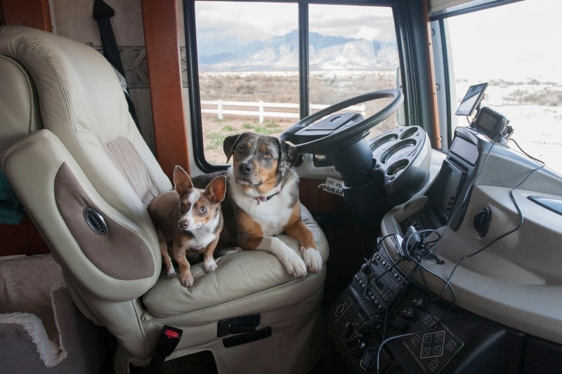 2 dogs sitting on the front seat of an RV - RV packing tips