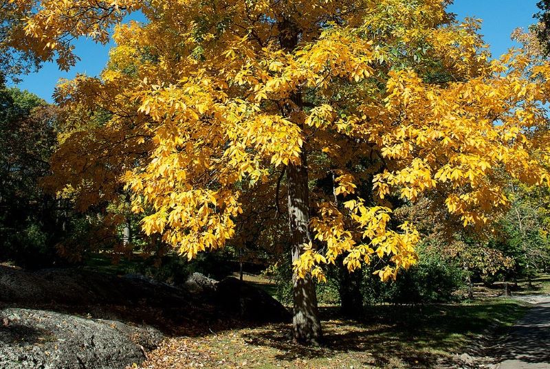 Hickory tree with yellow leaves - wood for campfires