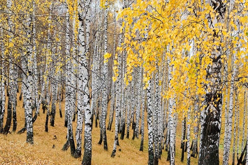 White Birch trees with yellow leaves -  wood for campfires