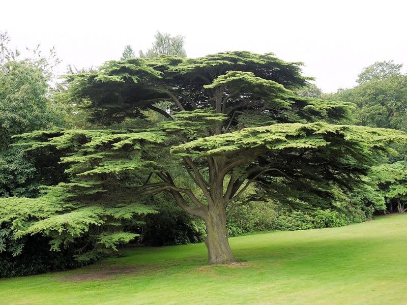 Large Cedar tree in a lush green area - wood for campfires