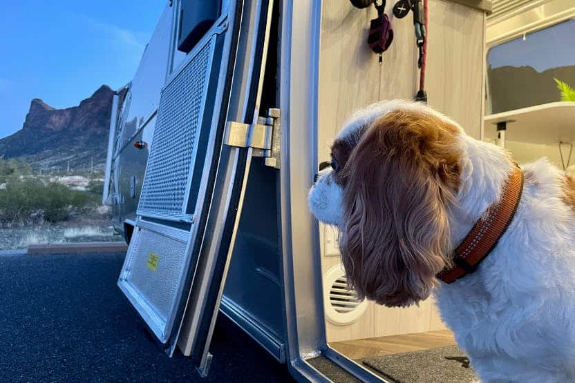 Cocker Spaniel looking out the door of an Airstream - RV resale value