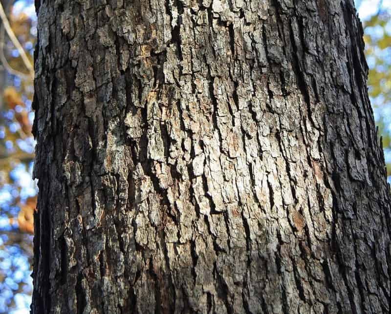 Rough Oak tree bark - wood for campfires