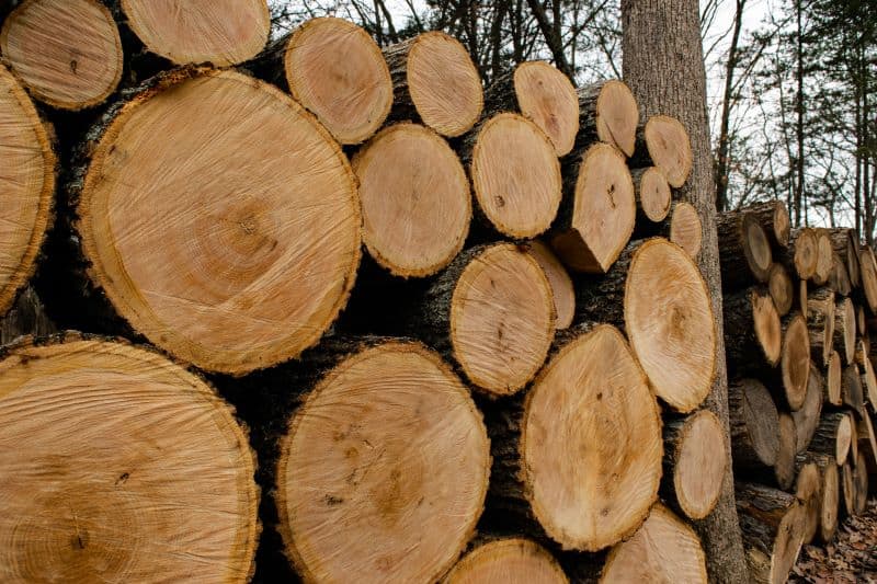 Large cut logs stacked in a wood pile